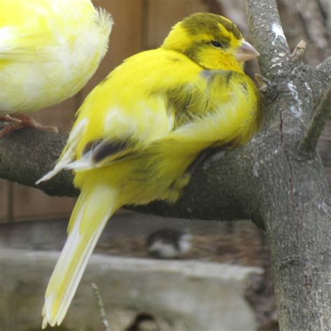 死雀|Domestic canary